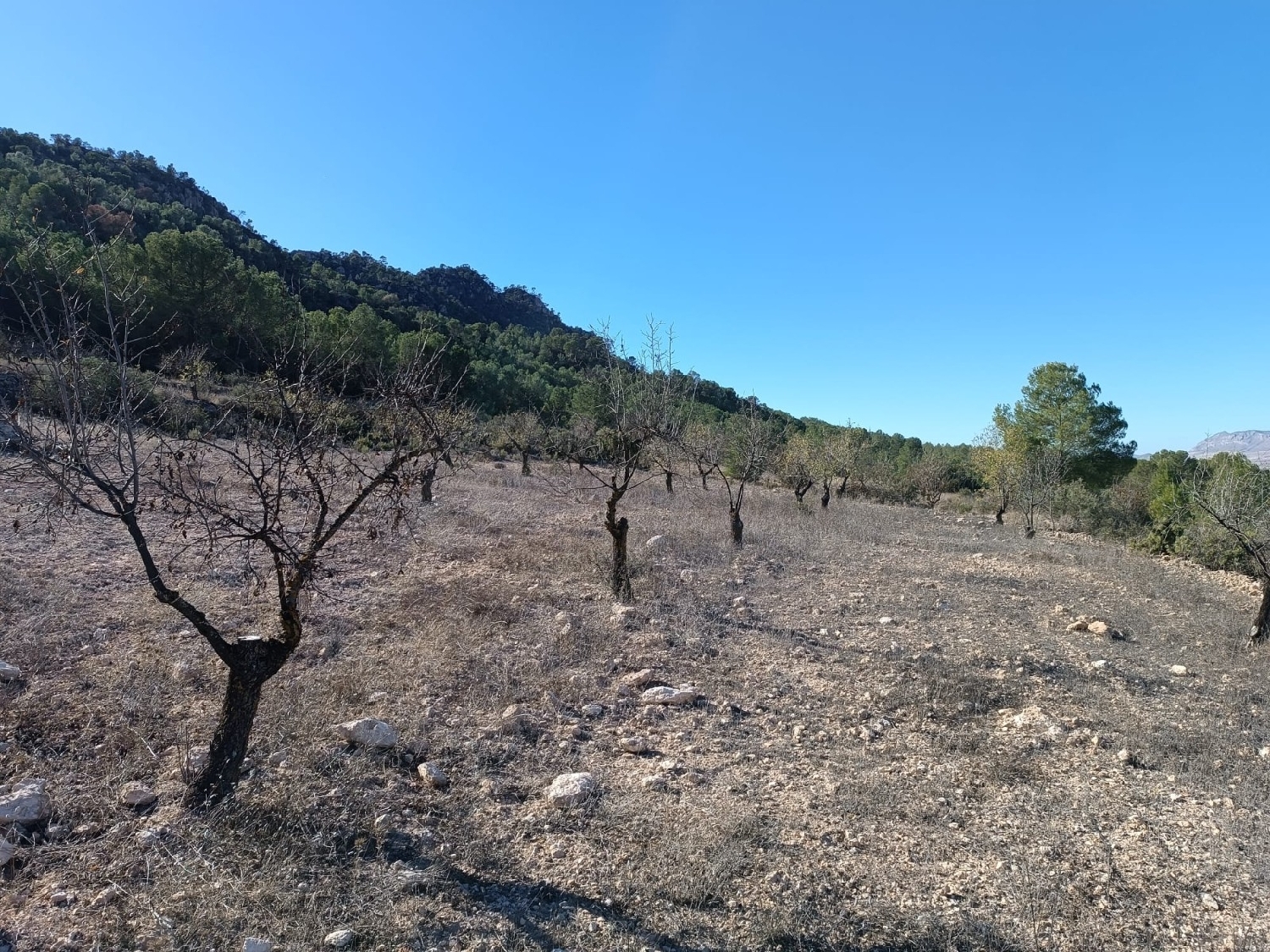  till salu hus på landet Yecla Altiplano 6