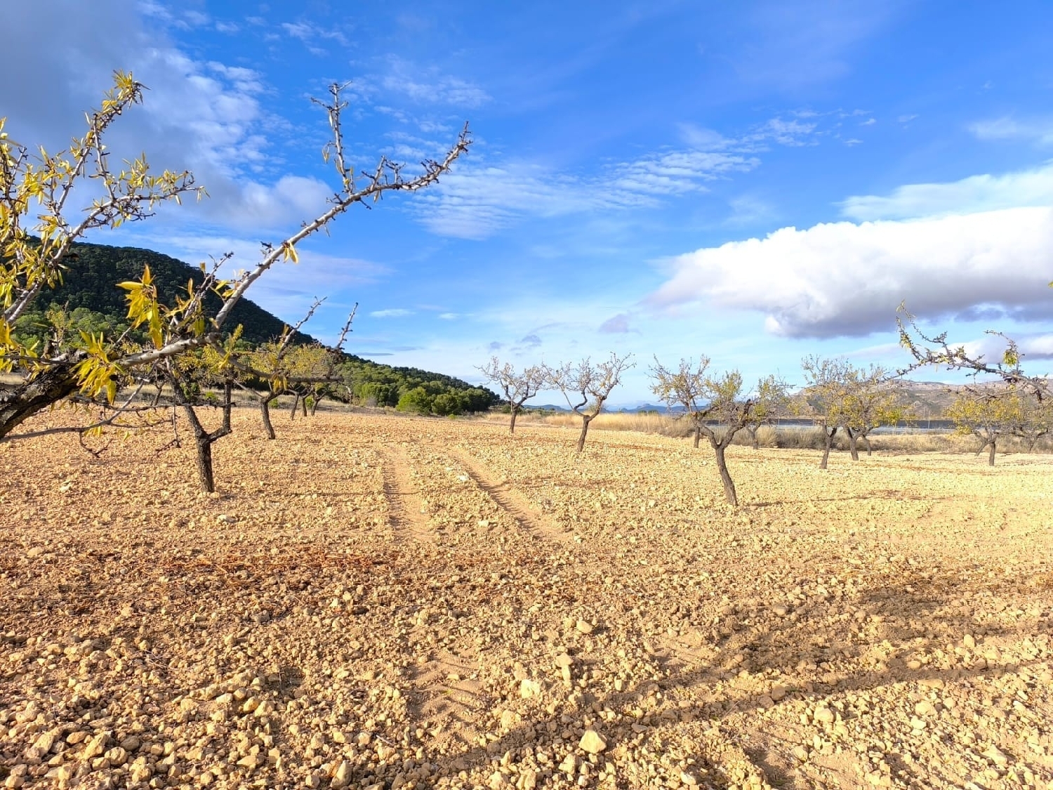 till salu hus på landet Yecla Altiplano 8
