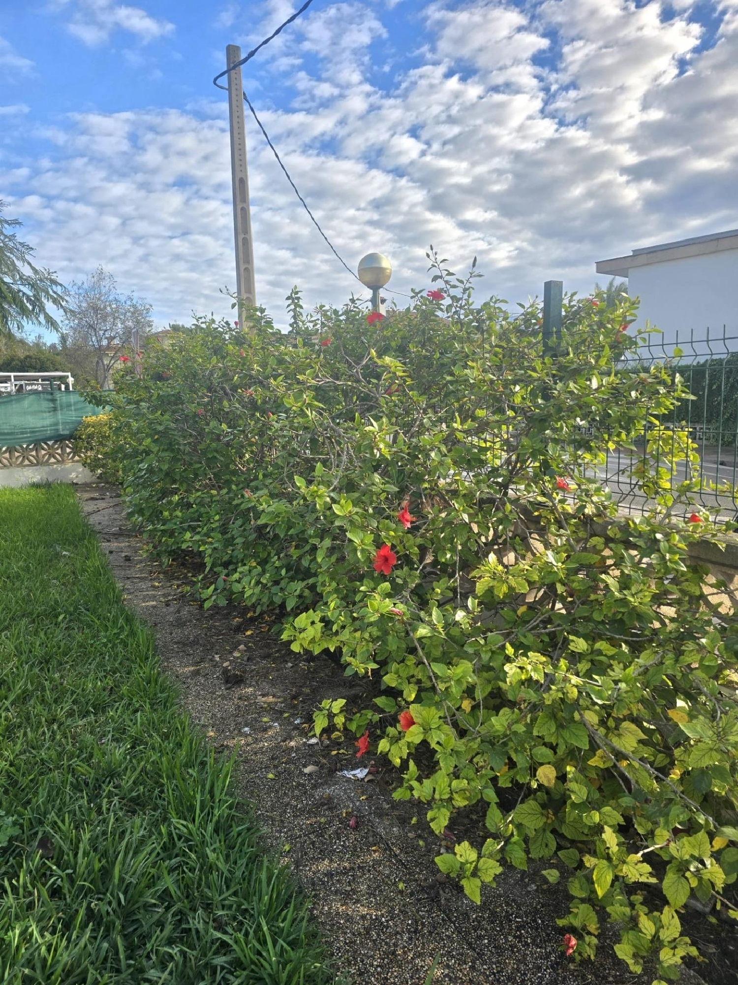  till salu etagevåning Port D'alcudia Nord 5