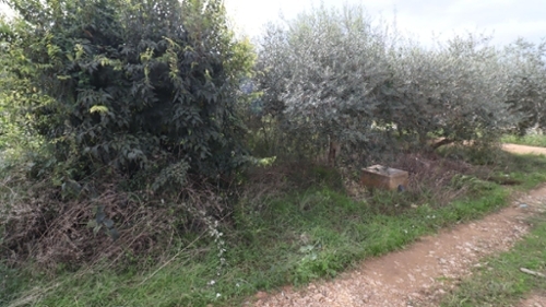 Alcanar Montsià maison foto 6324543