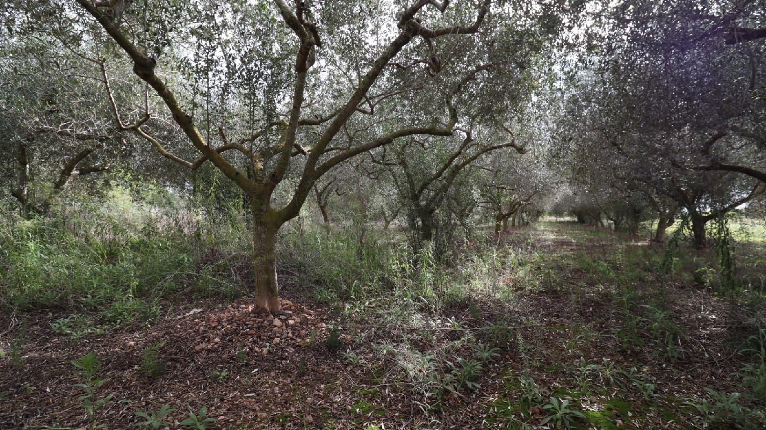  te koop huis Alcanar Montsià 6