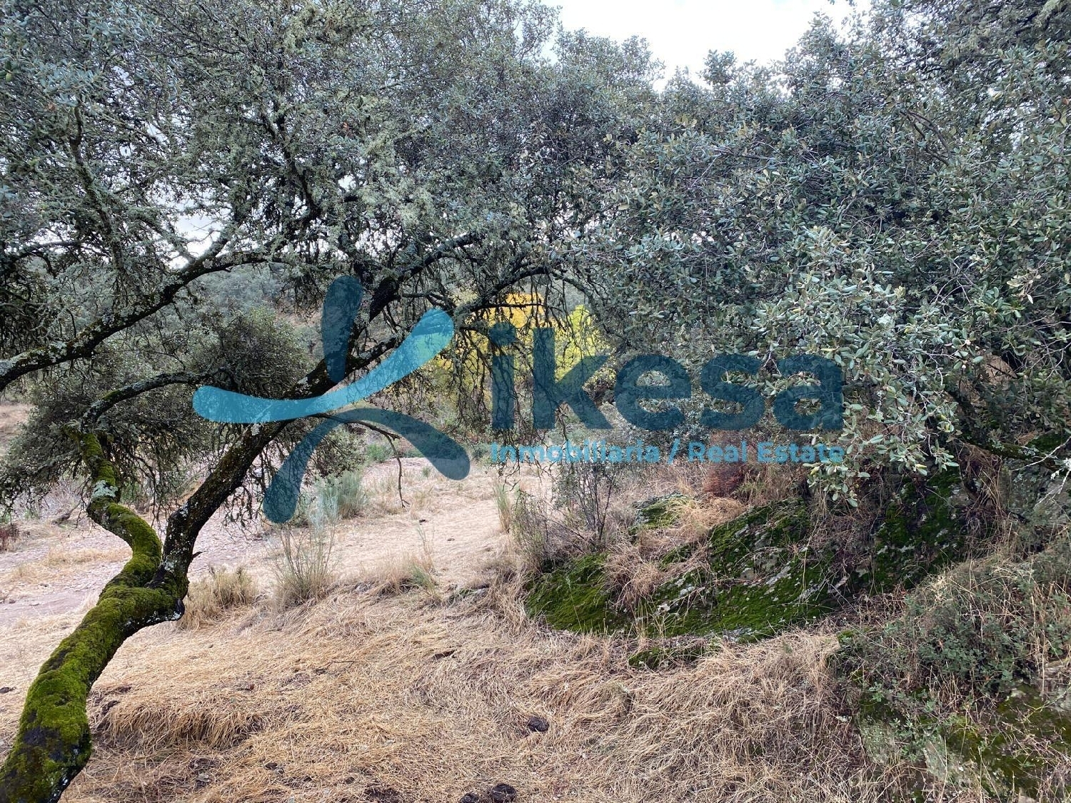 kaufen Haus Alcaracejos Pedroches (Los) 2