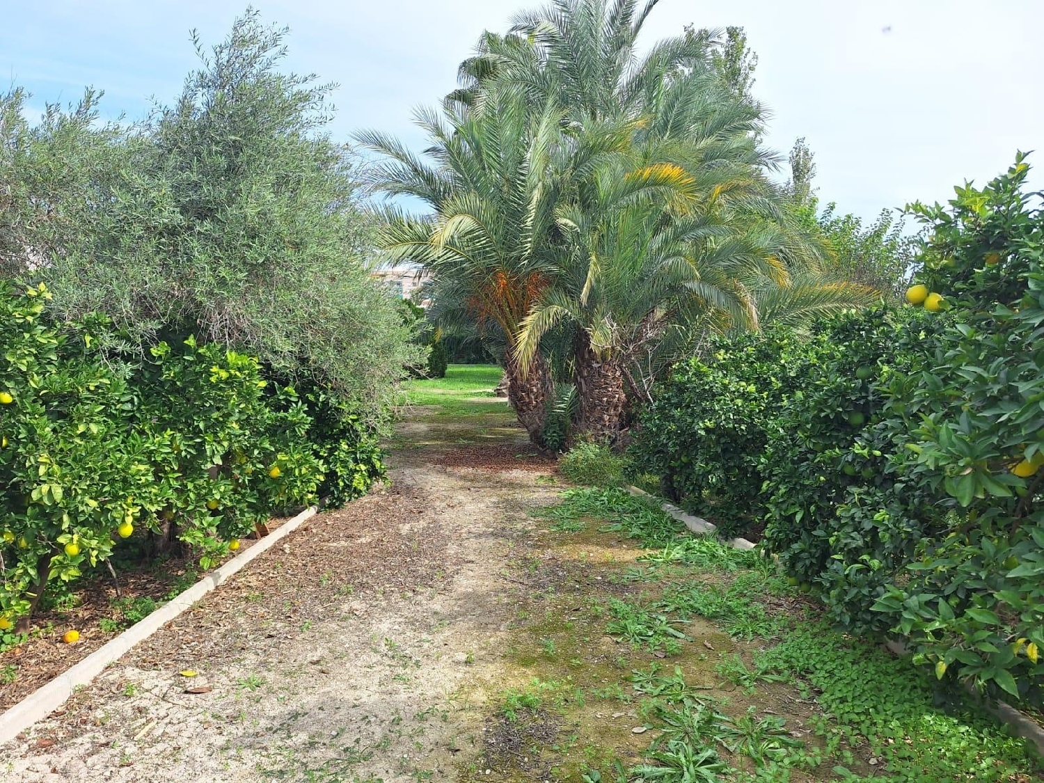  till salu hus Alguazas Vega Media Del Segura 8