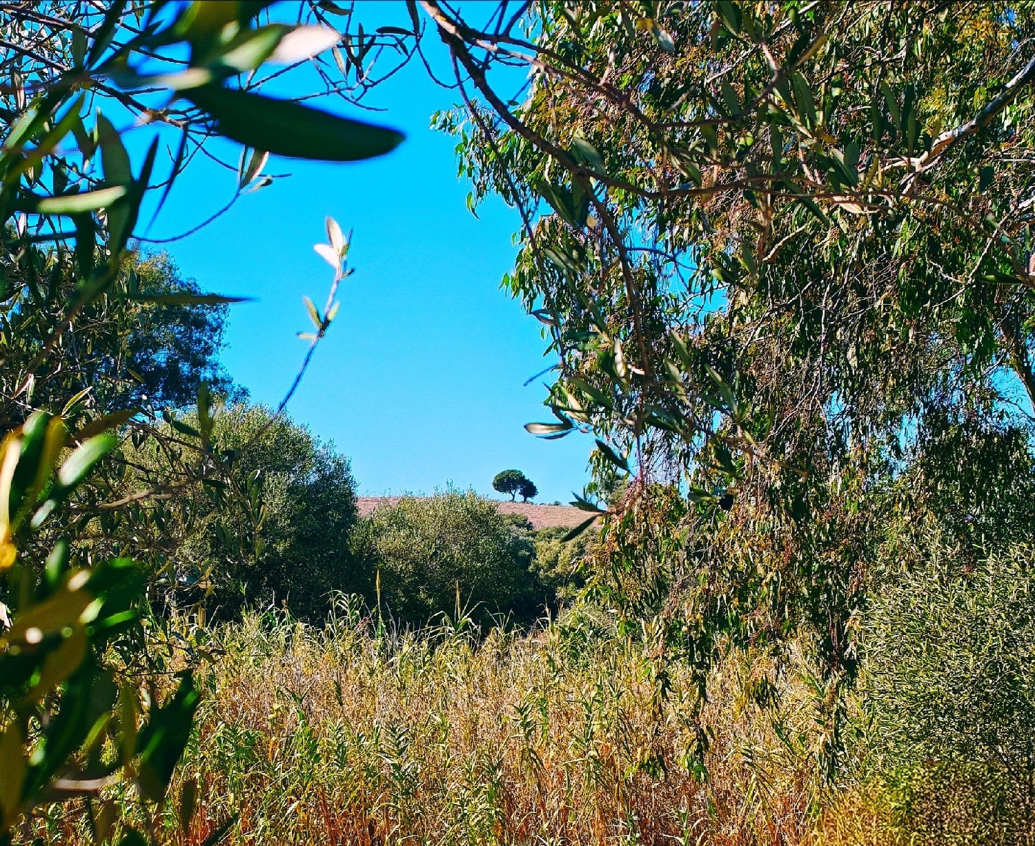 à vendre maison Barbate Janda (La) 7