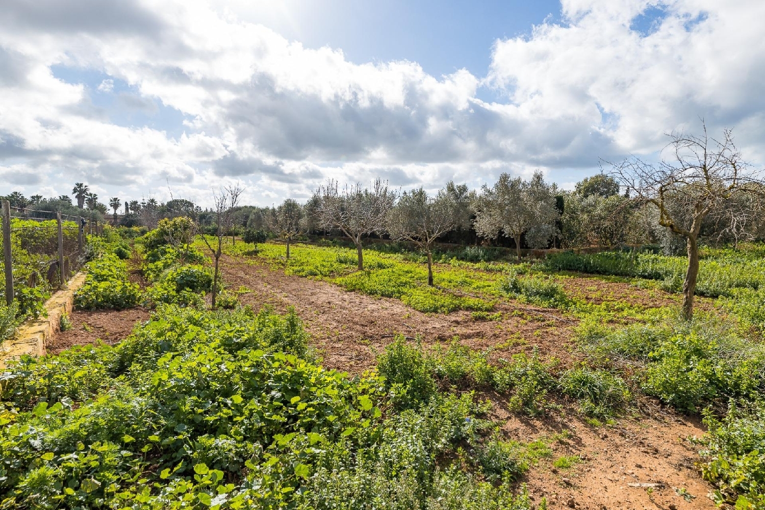 te koop huis Campos Sud 8