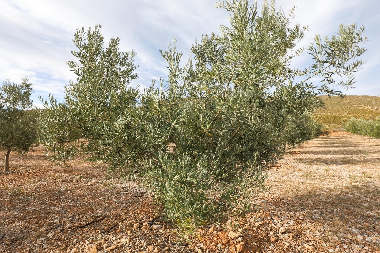  for sale house Cozvíjar Valle De Lecrín 1