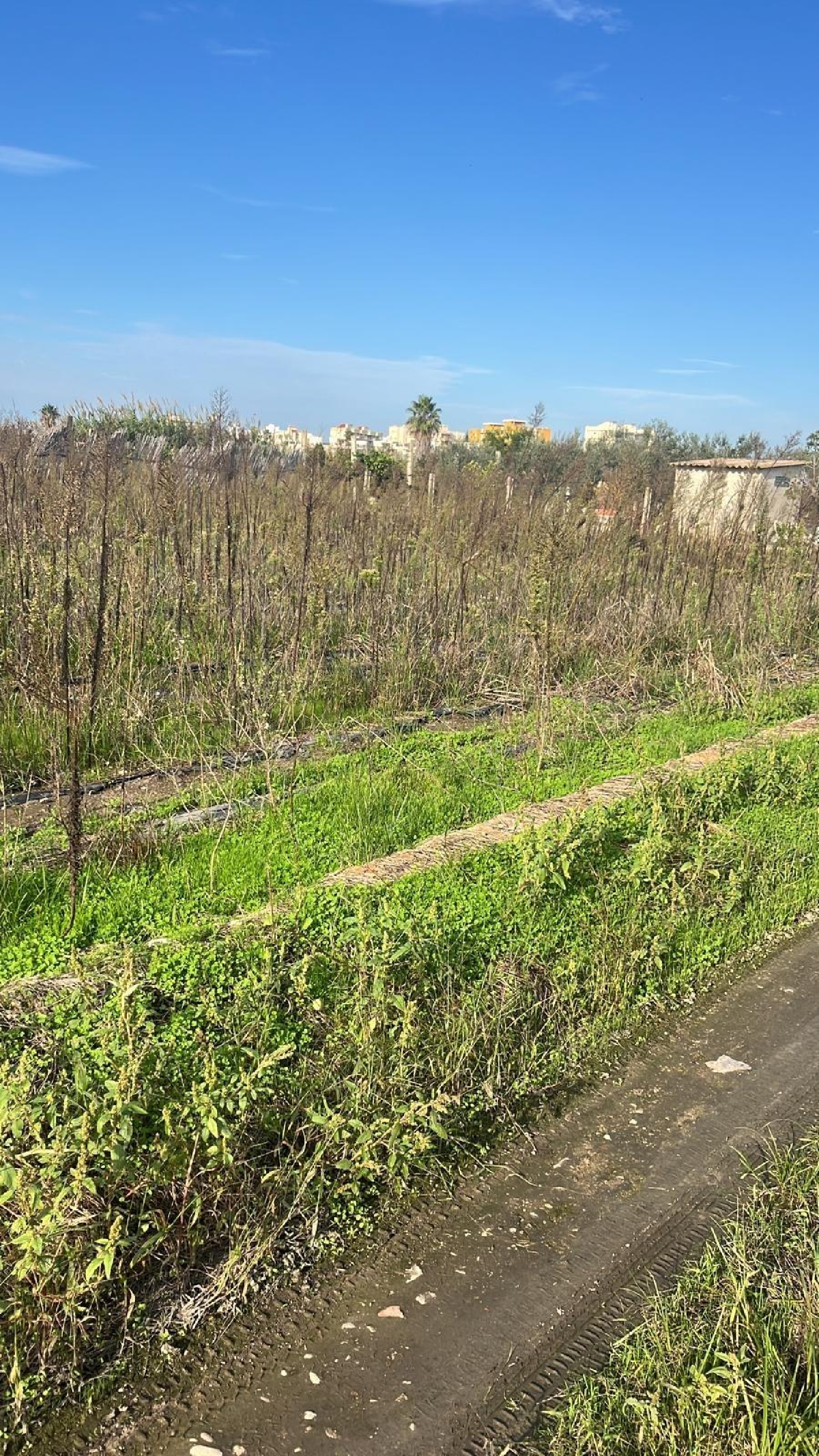  kaufen Haus Gandía 46701 Safor 8