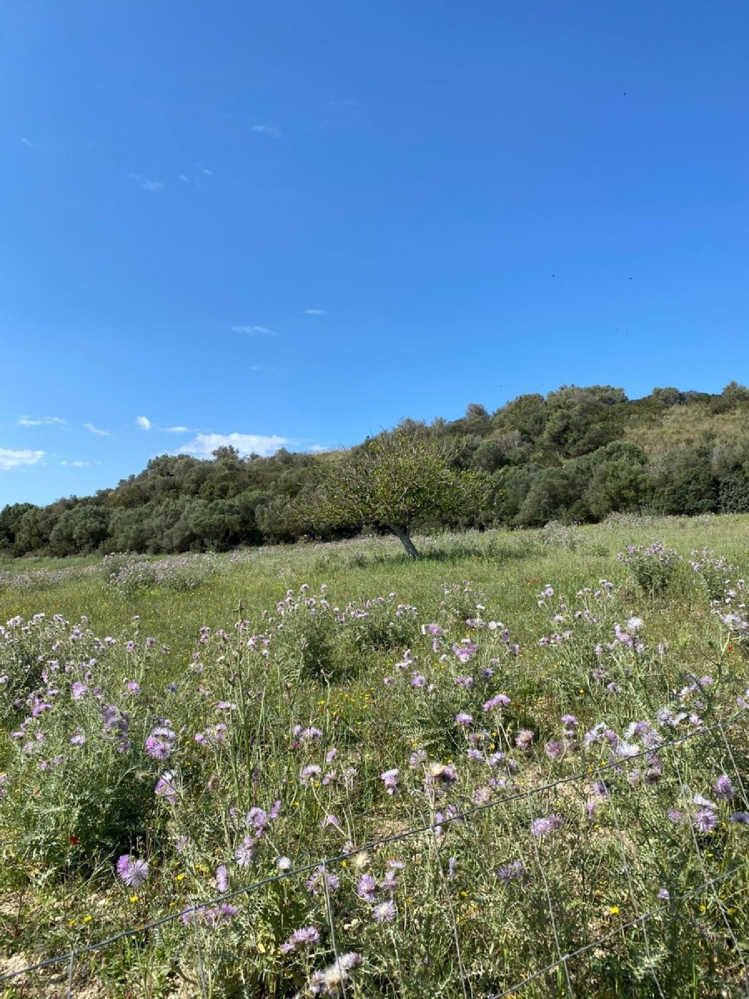 te koop huis Manacor Llevant 4