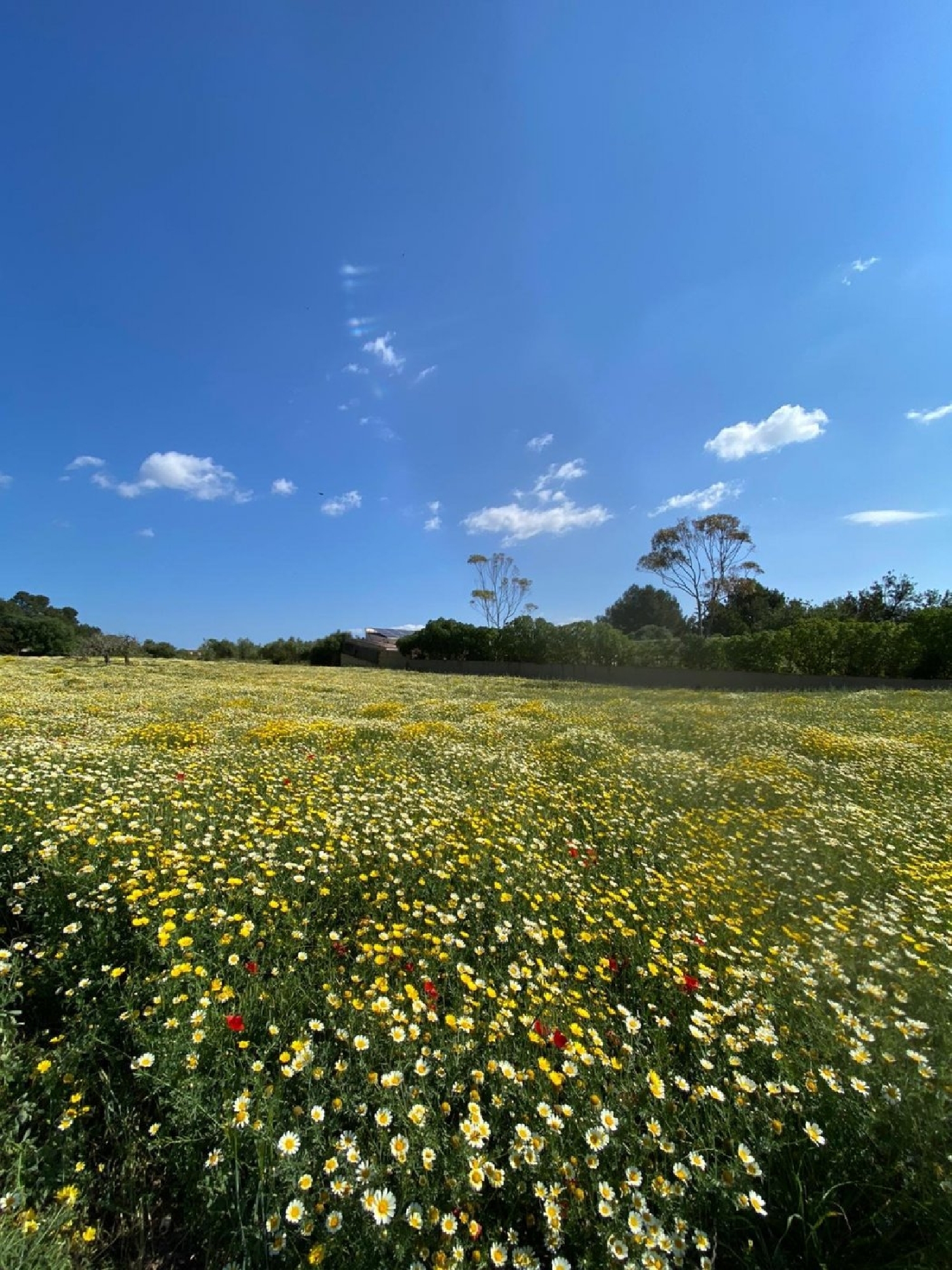 te koop huis Manacor Llevant 5