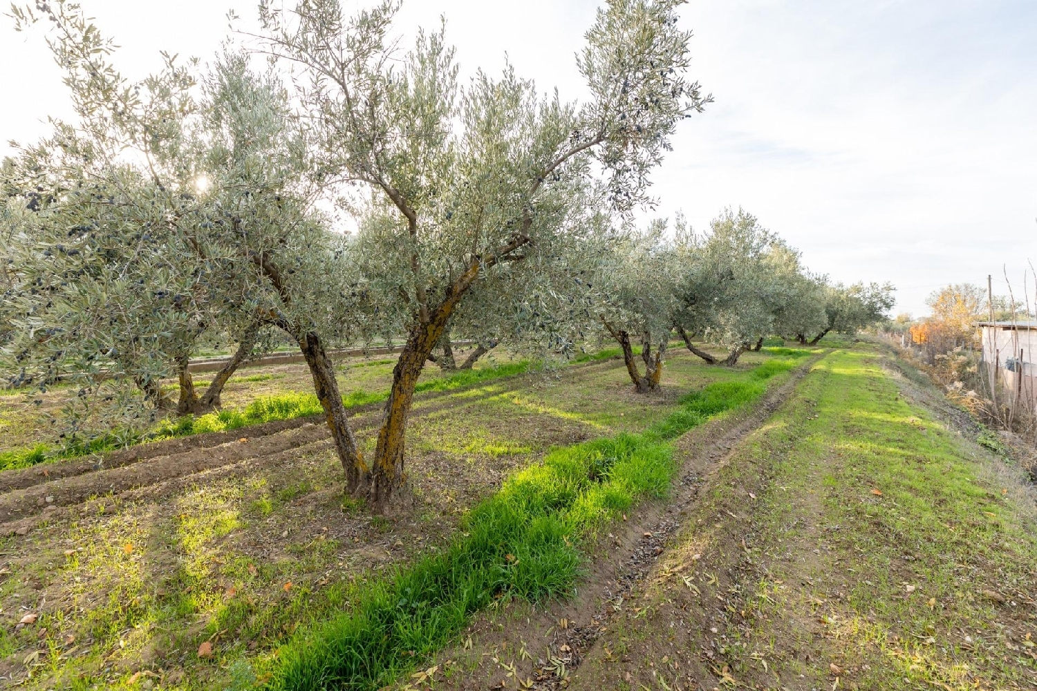  en venta casa Otura Vega De Granada 5