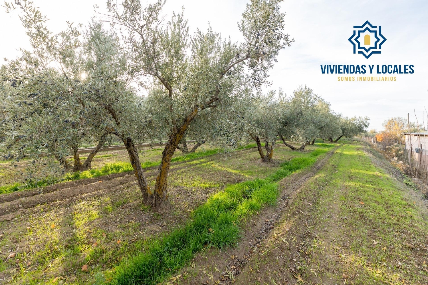  for sale house Otura Vega De Granada 5