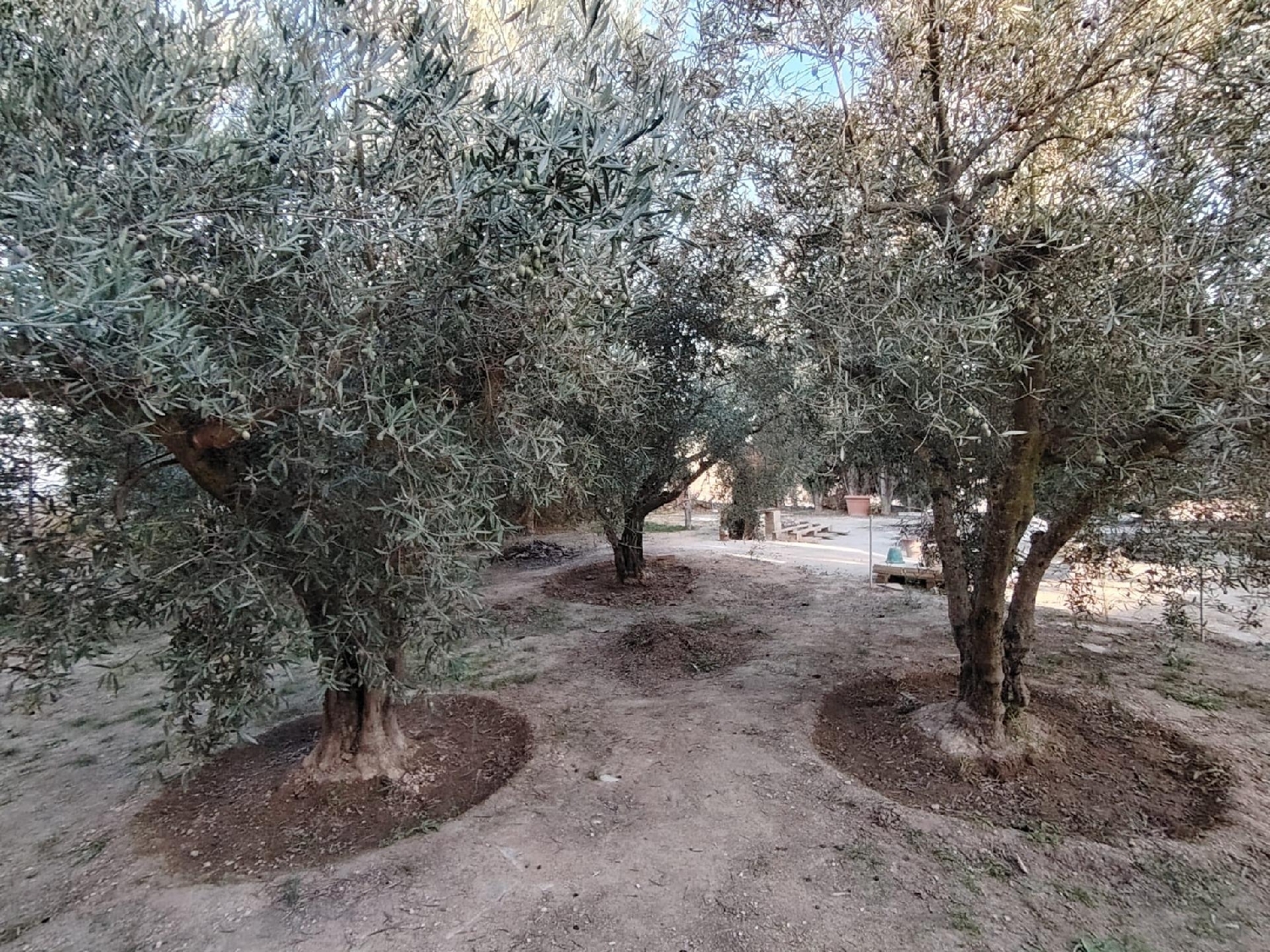  à vendre maison Pinoso Vinalopó Mitjà 1