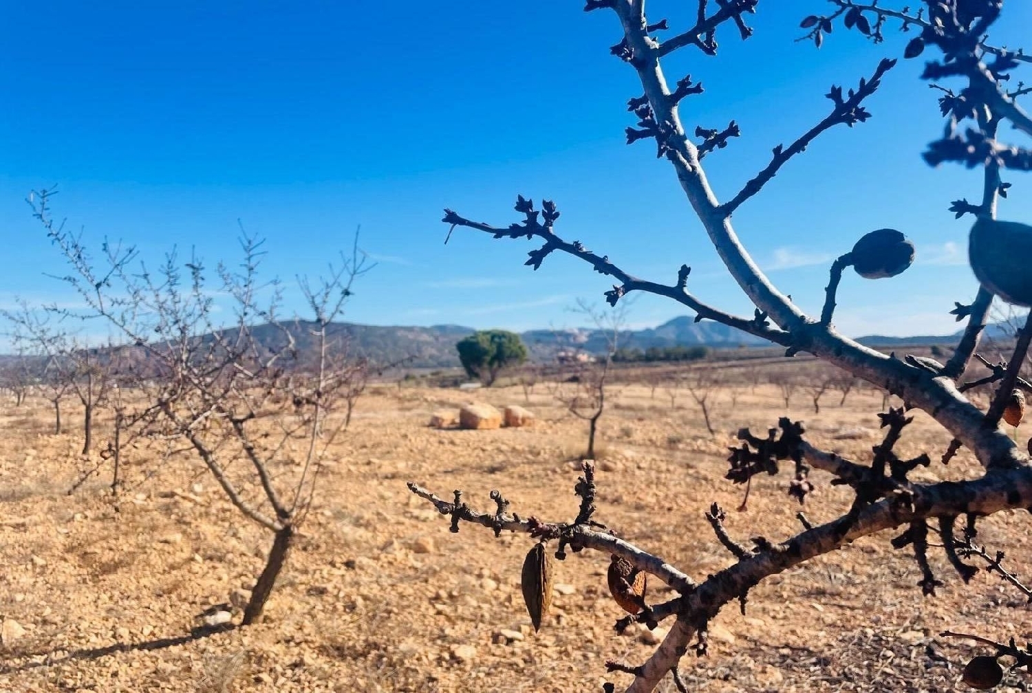  kaufen Haus Pinoso Vinalopó Mitjà 4