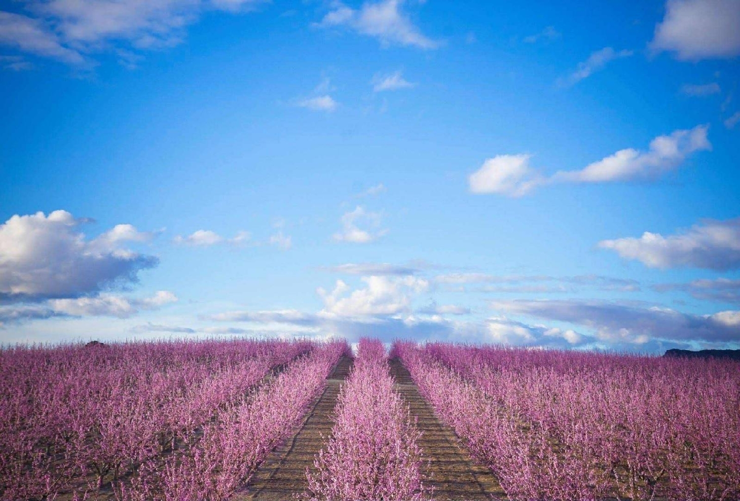  kaufen Haus Pinoso Vinalopó Mitjà 8