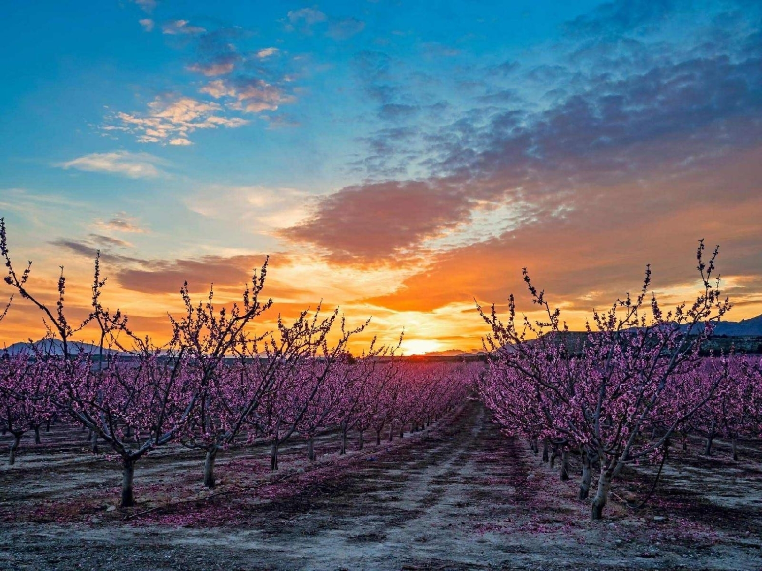  kaufen Haus Pinoso Vinalopó Mitjà 7