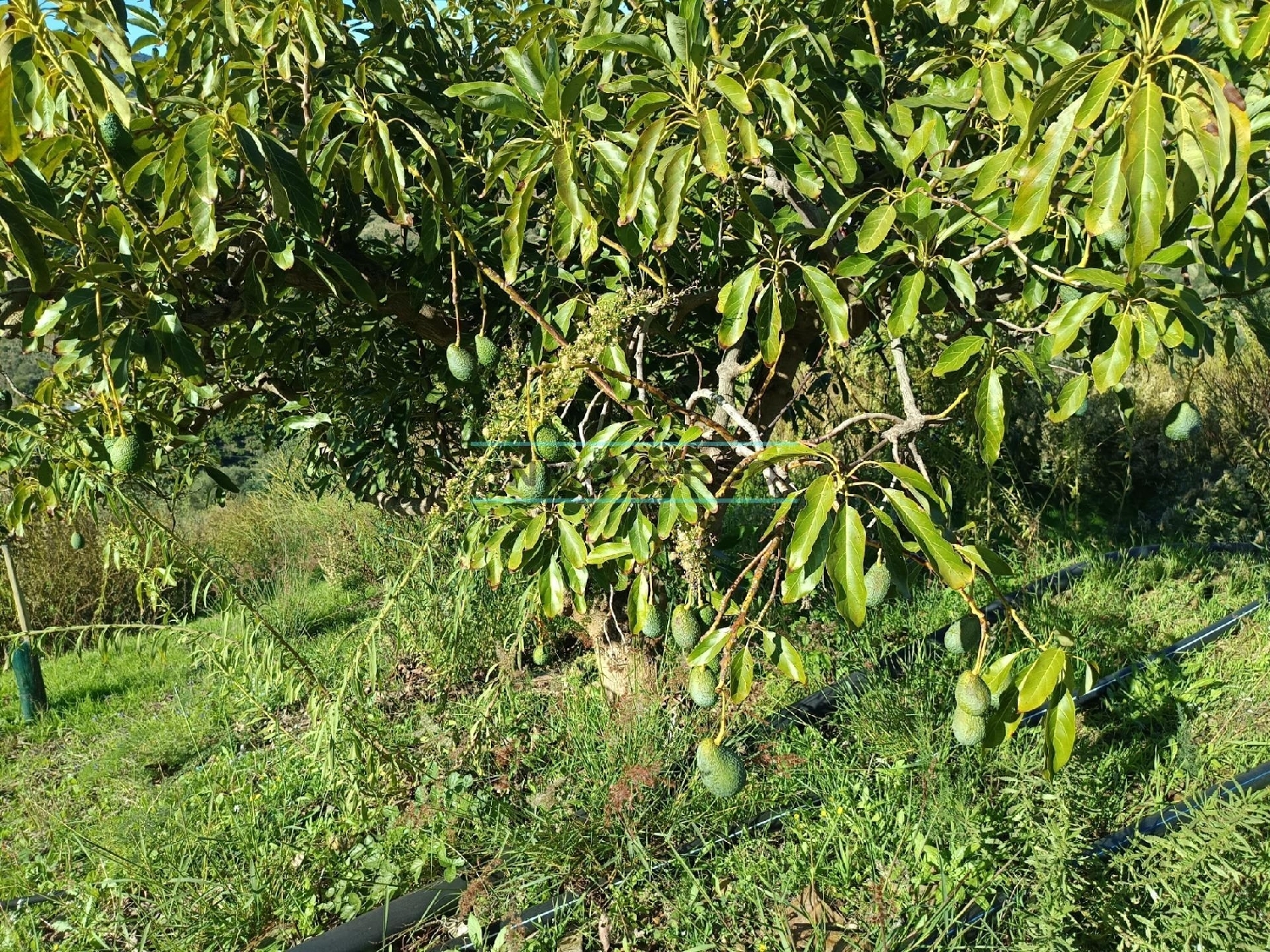  en venta casa Sayalonga Axarquía 5