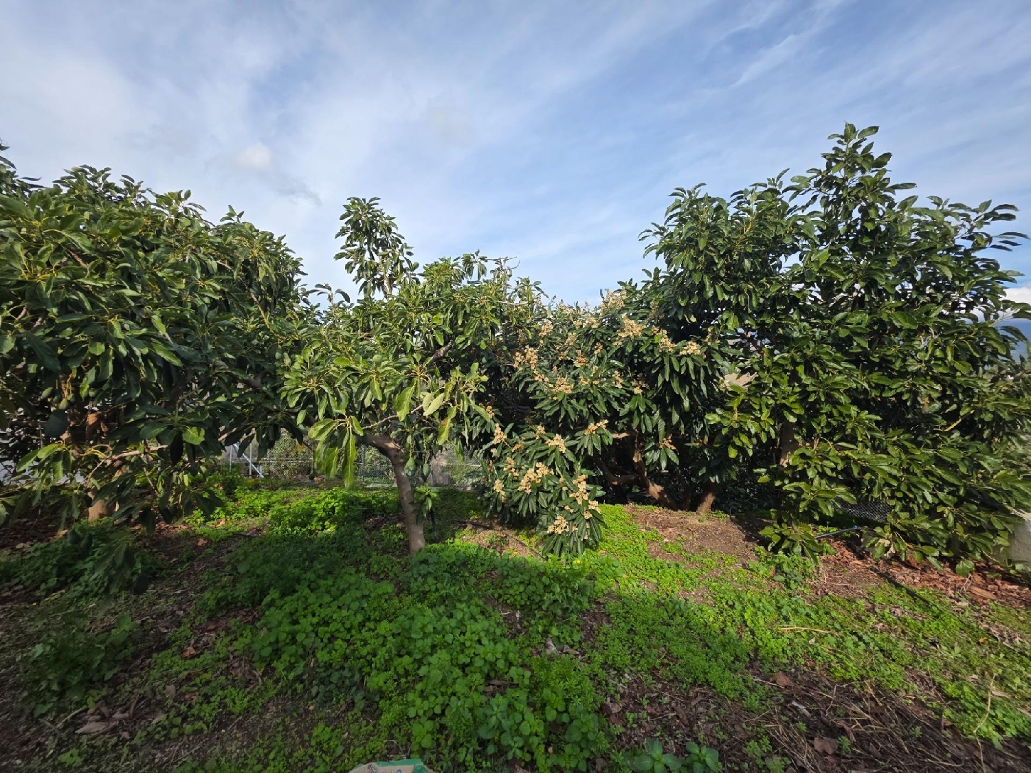  en venta casa Sayalonga Axarquía 5