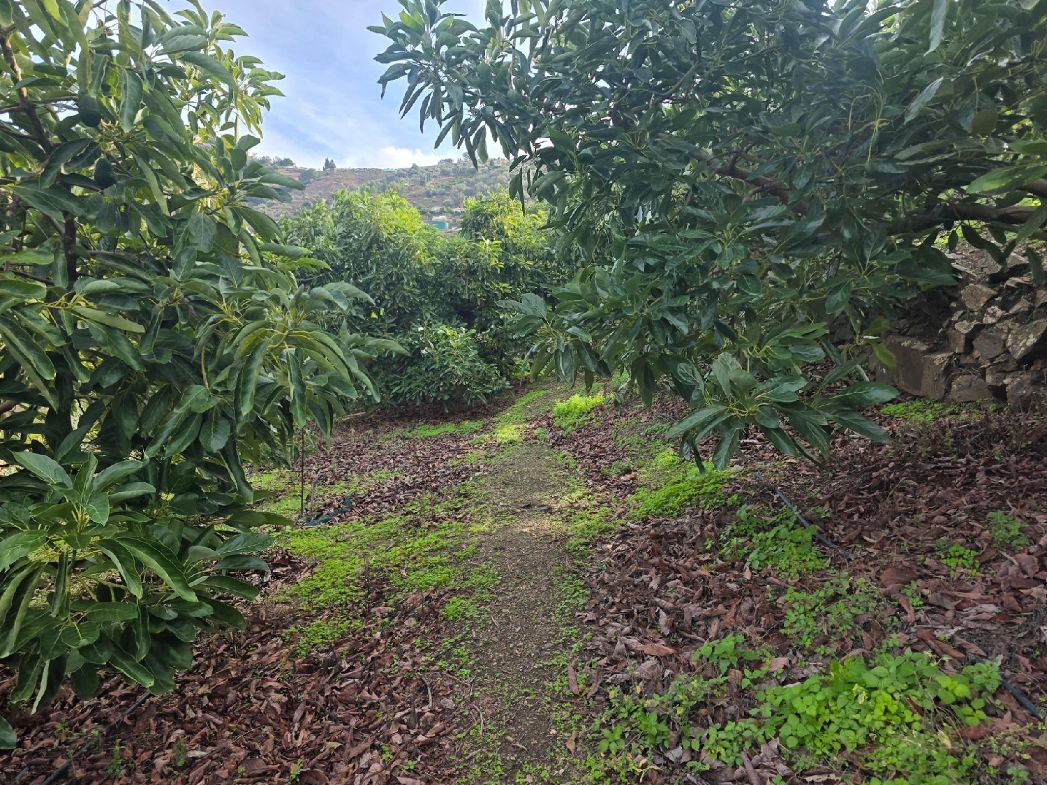  en venta casa Sayalonga Axarquía 6