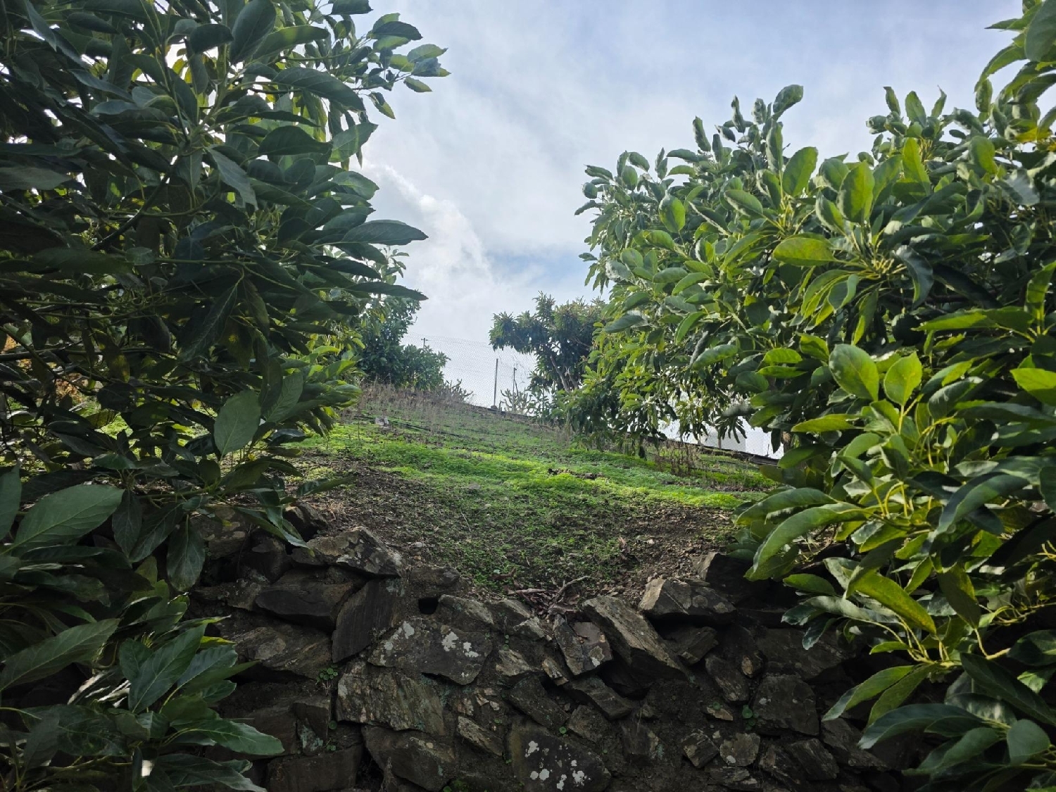  en venta casa Sayalonga Axarquía 8