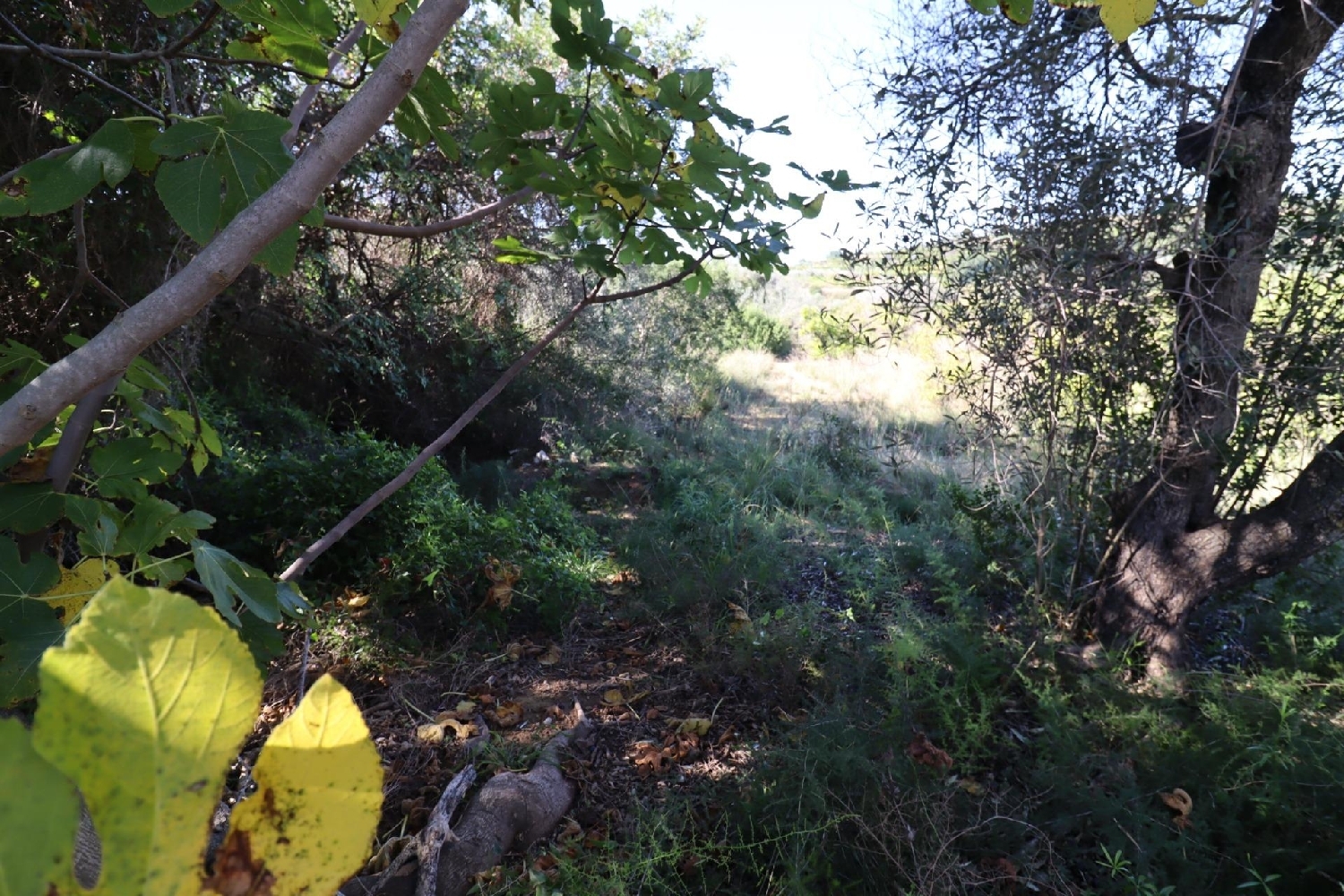  te koop huis Ulldecona Montsià 8