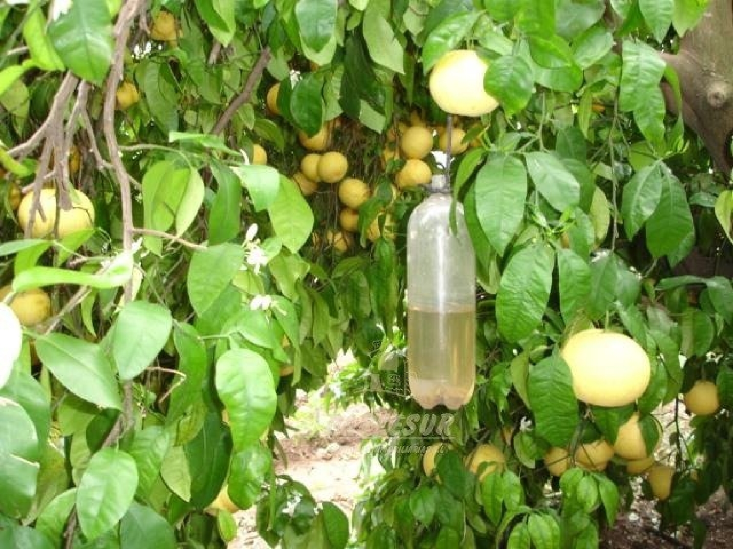  kaufen Haus Villafranca De Córdoba Alto Guadalquivir 7