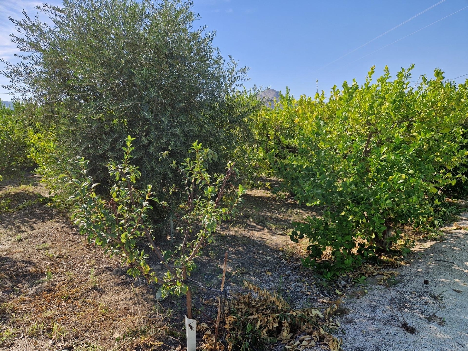  te koop huis Villanueva Del Río Segura Valle De Ricote 8