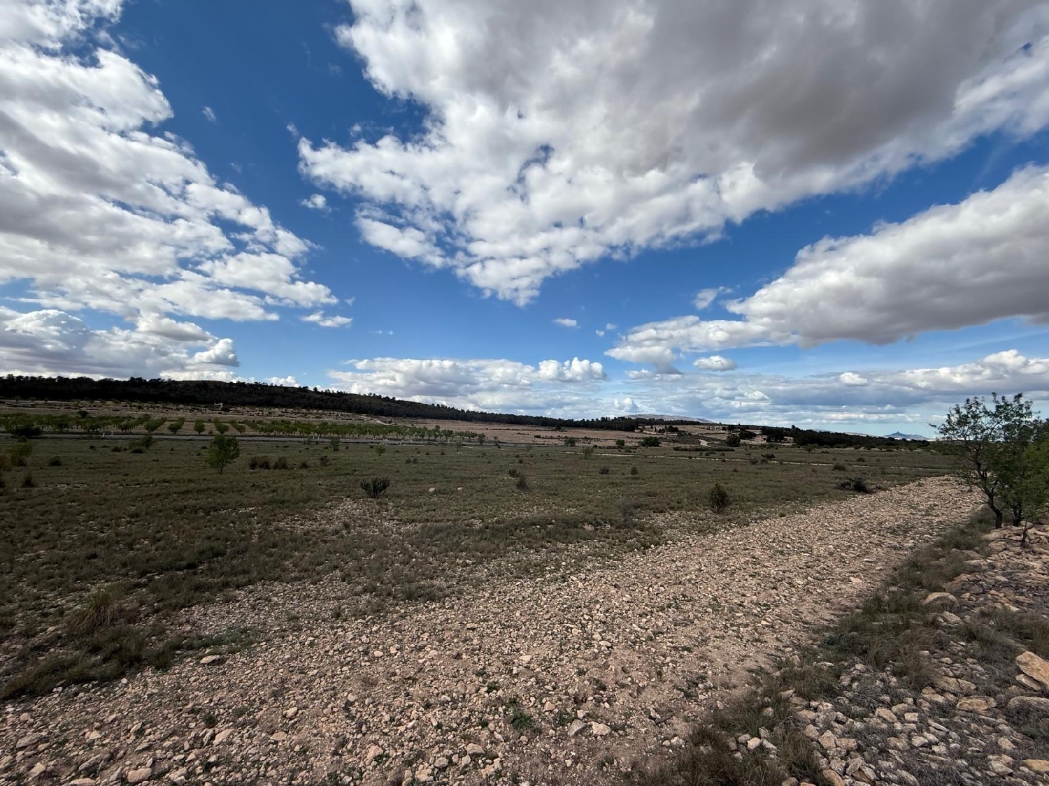  for sale house Yecla Altiplano 4