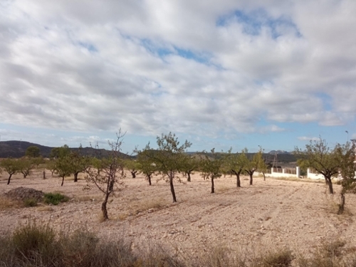 Abanillas Costa Occidental tomt foto 6326165