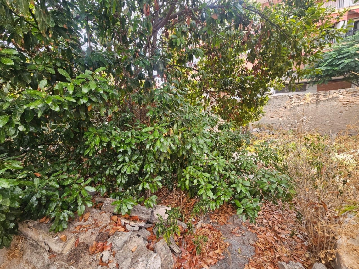  for sale plot Alicante Centro 03001 Alacantí 4