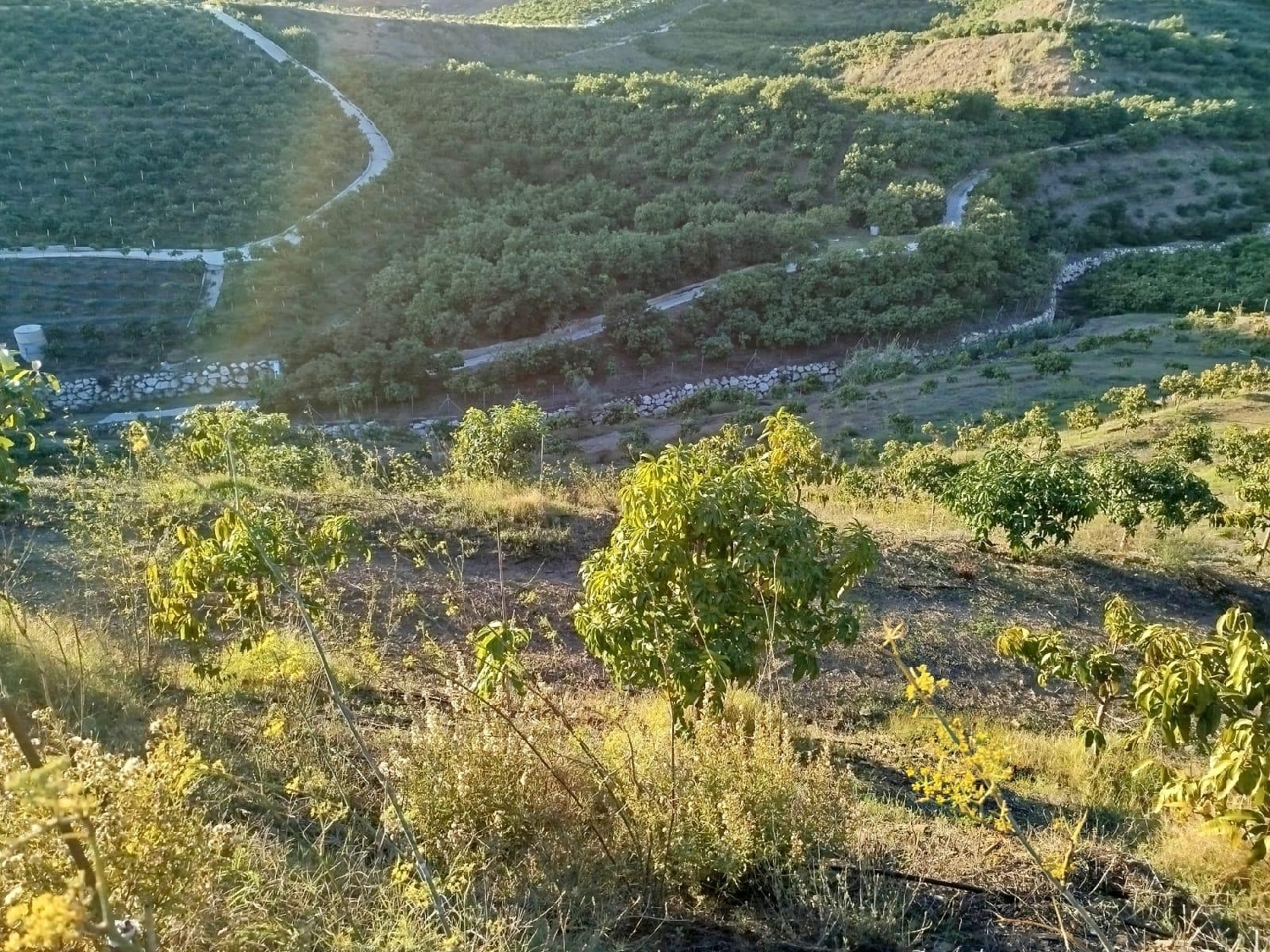  en venta terreno Almayate Alto Axarquía 3