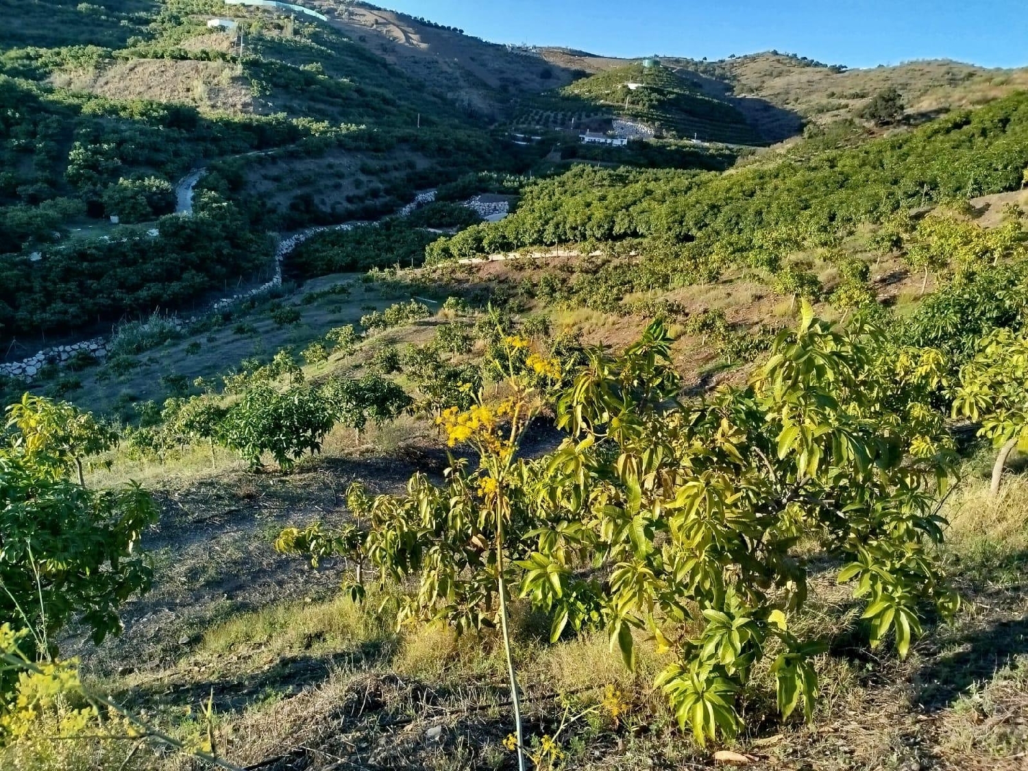  en venta terreno Almayate Alto Axarquía 5