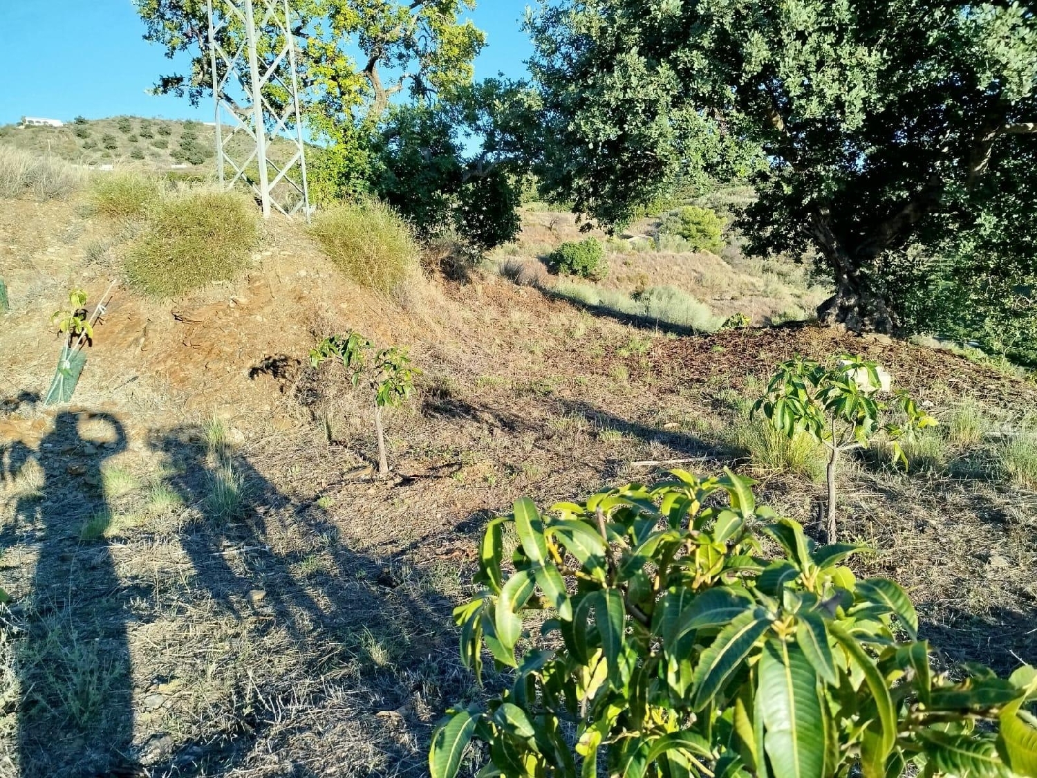  en venta terreno Almayate Alto Axarquía 6