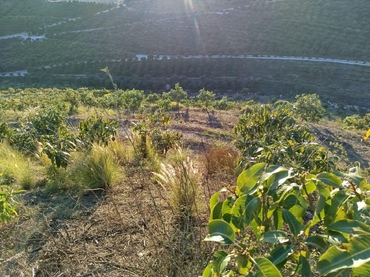  en venta terreno Almayate Alto Axarquía 4