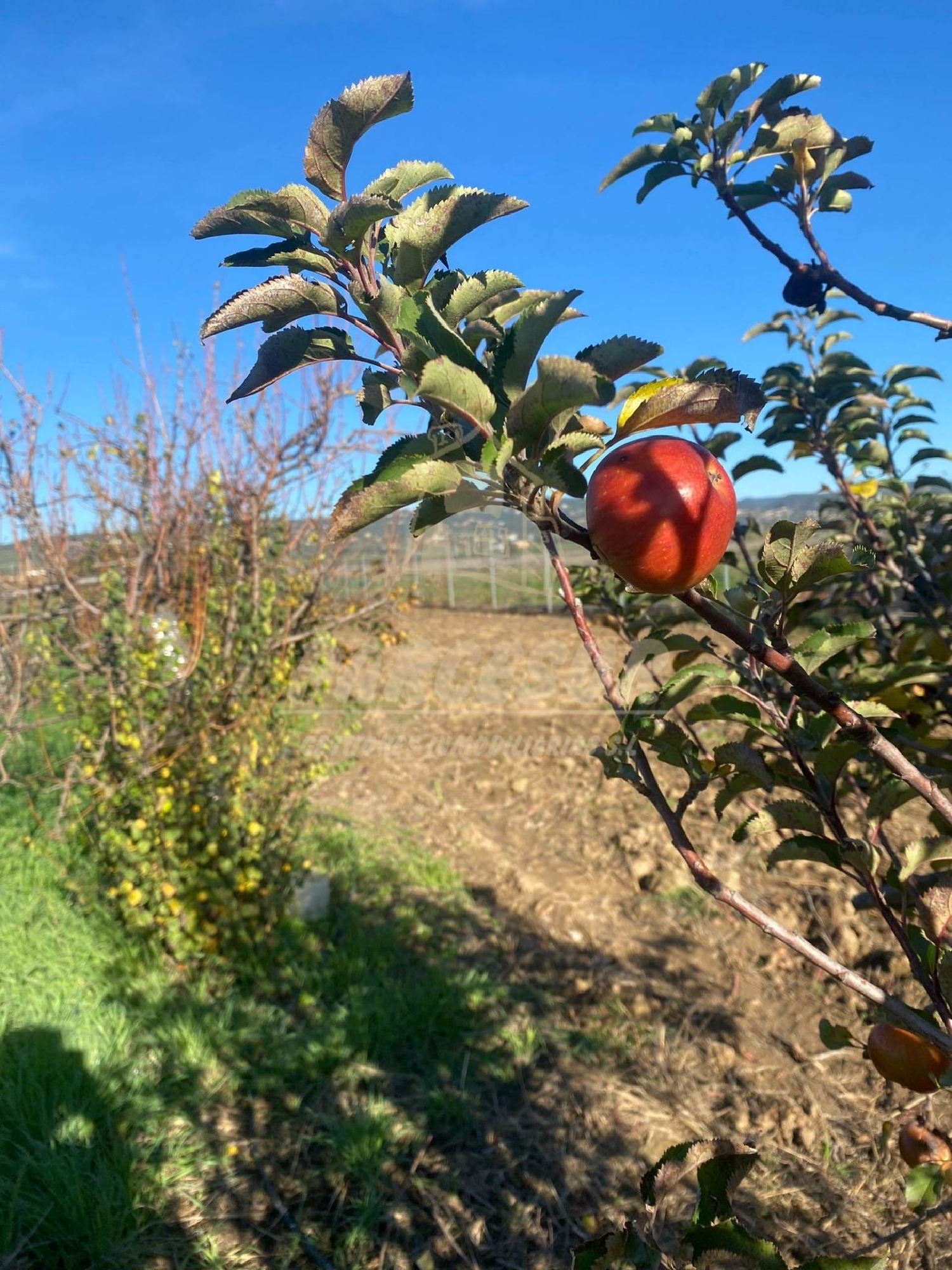 till salu tomt Almodóvar Del Río Valle Medio Del Guadalquivir 6