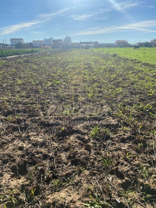 Almodóvar Del Río Valle Medio Del Guadalquivir tomt foto 6341725