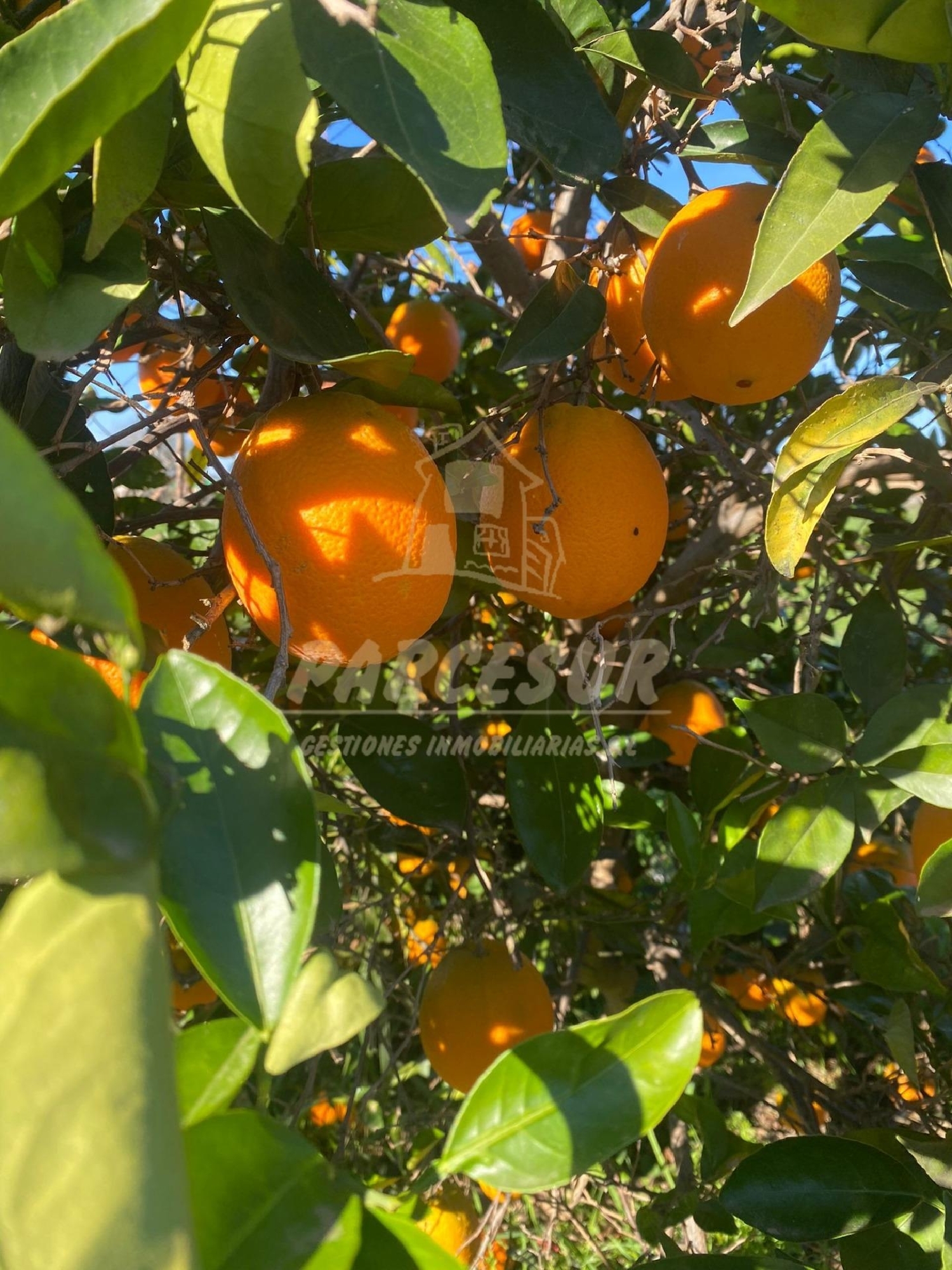 till salu tomt Almodóvar Del Río Valle Medio Del Guadalquivir 5