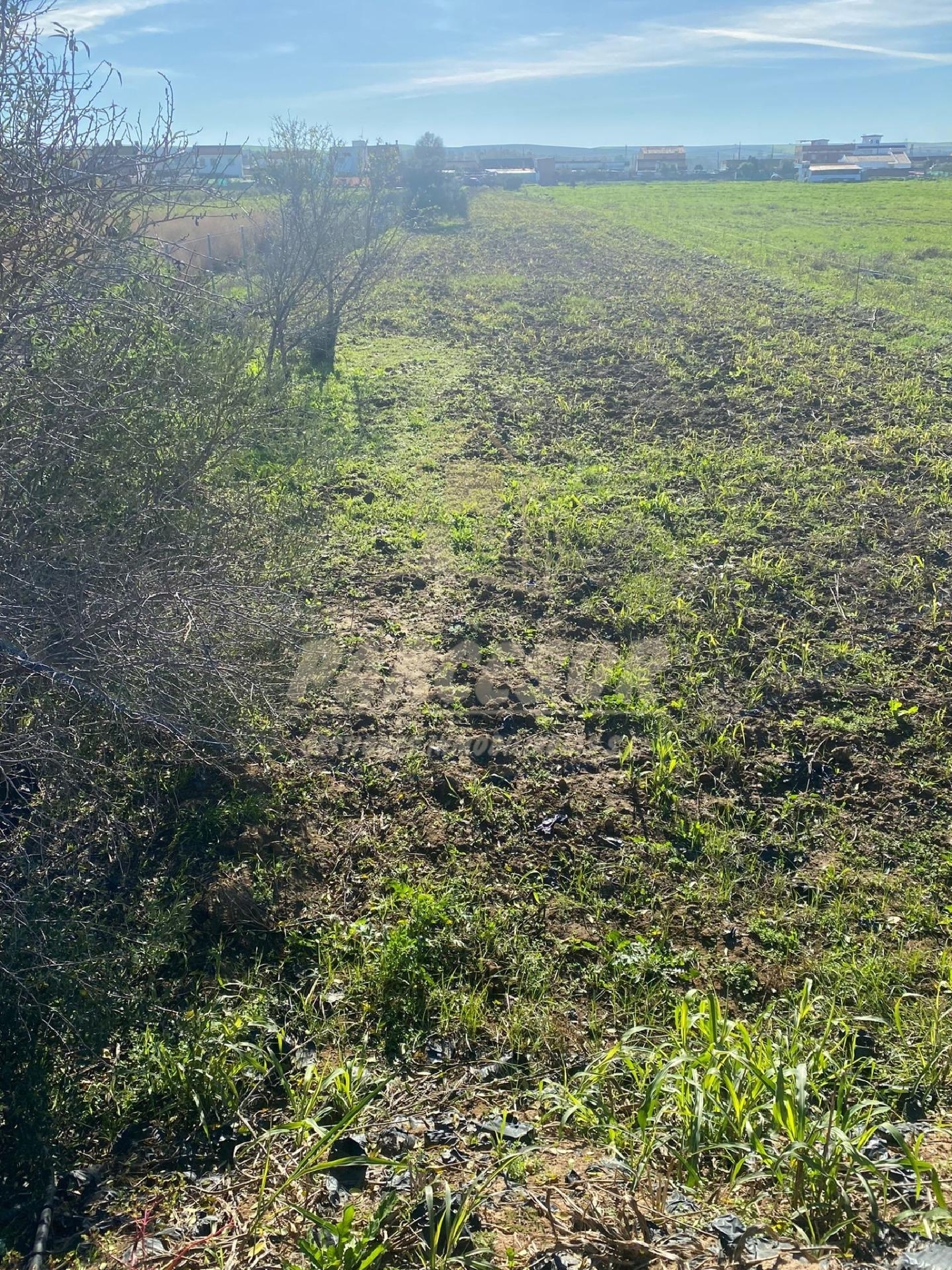 till salu tomt Almodóvar Del Río Valle Medio Del Guadalquivir 2