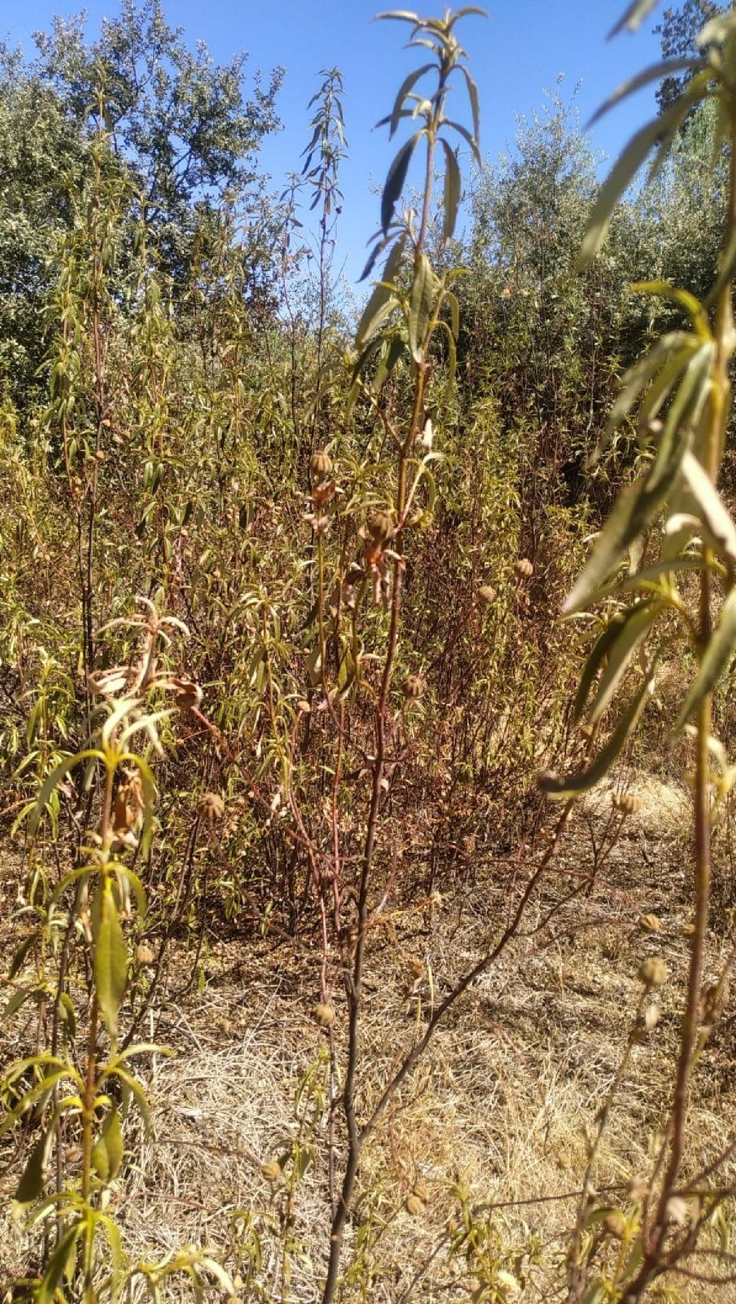 till salu tomt Almodóvar Del Río Valle Medio Del Guadalquivir 7