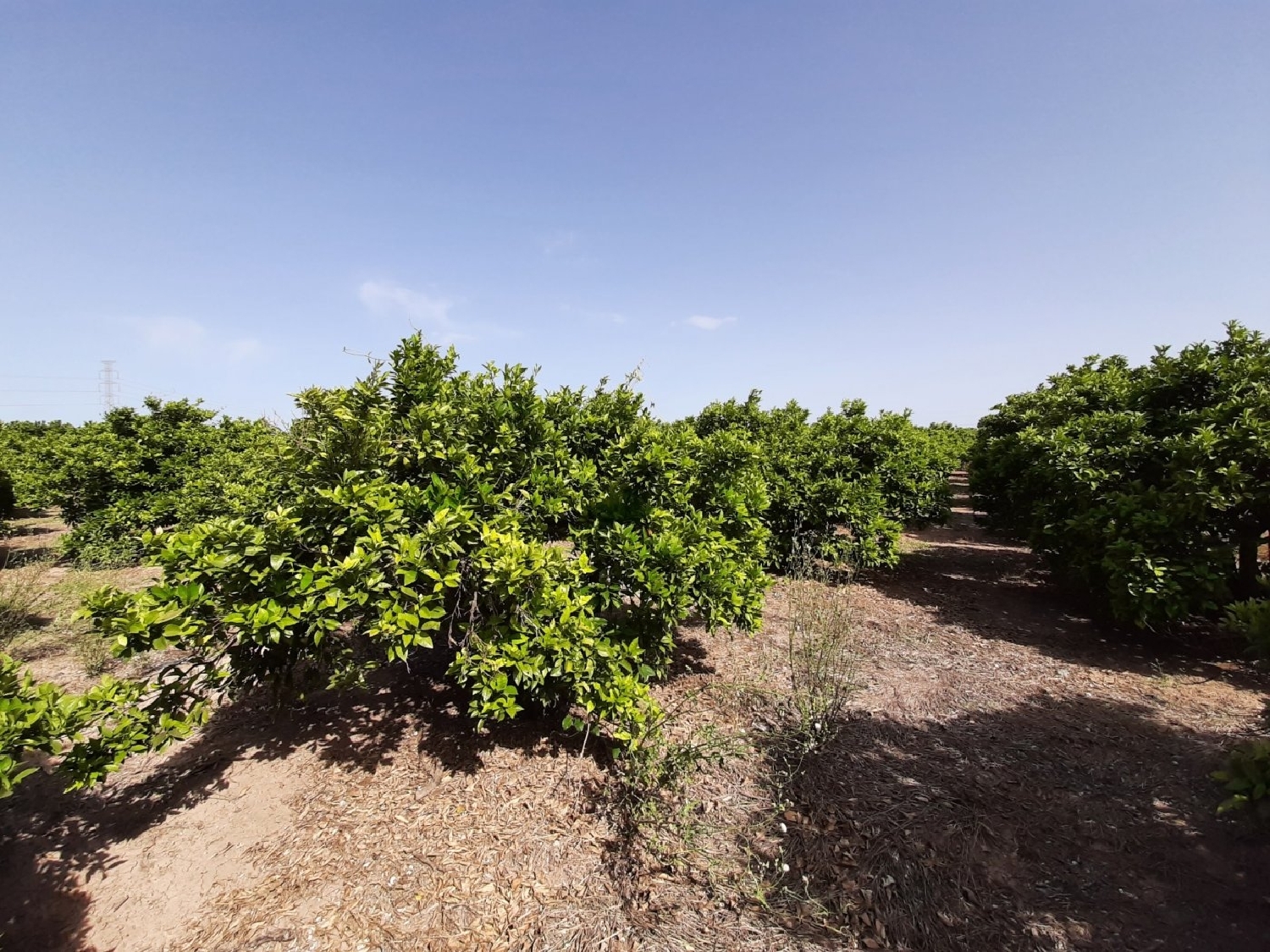 for sale plot Alzira Ribera Alta 5