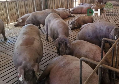 Badajoz Casco Antiguo-Centro Badajoz plot foto 6324472