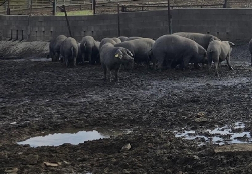 Badajoz Casco Antiguo-Centro Badajoz plot foto 6324475