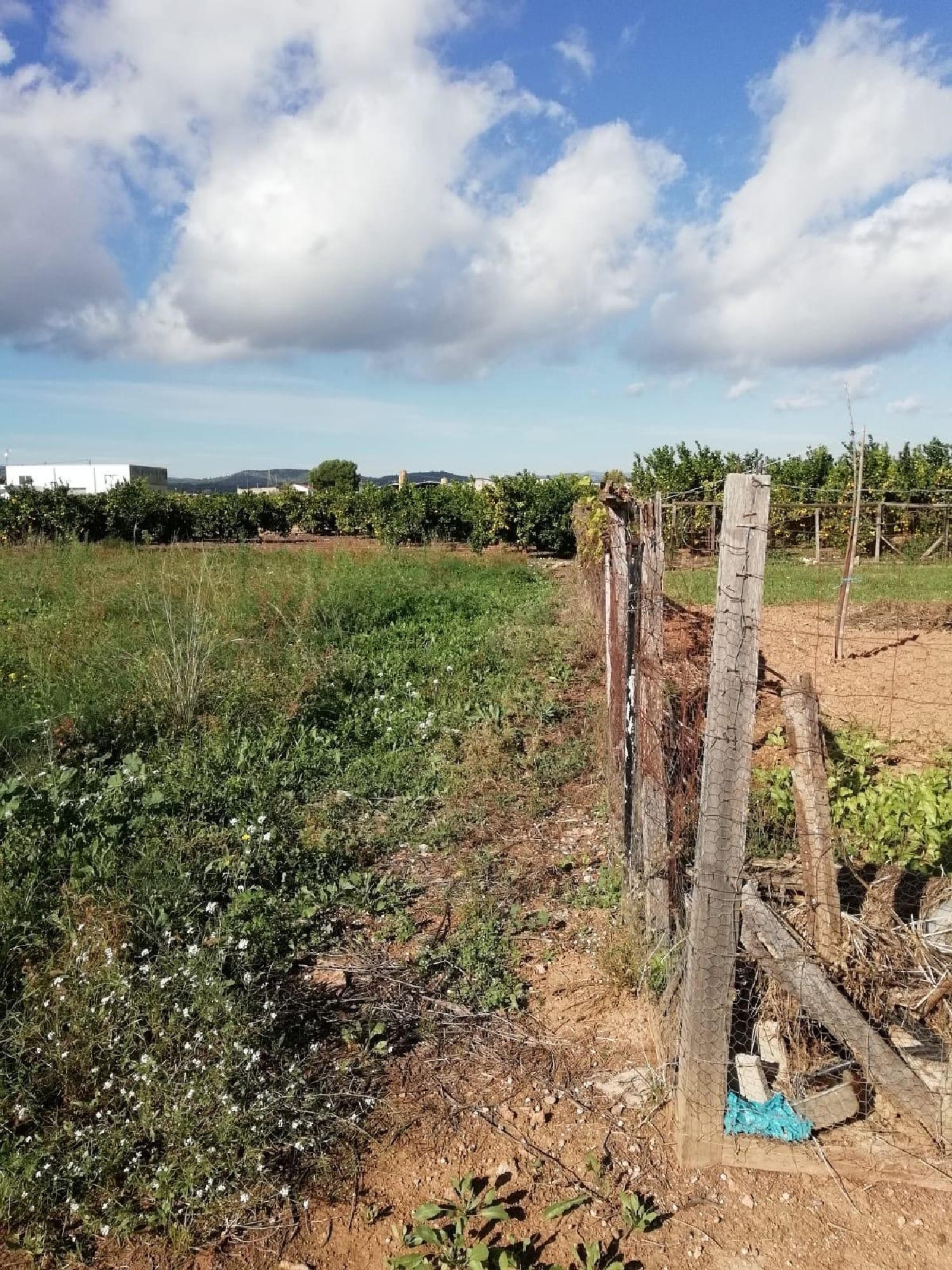  en venta terreno Benicarló Baix Maestrat 4