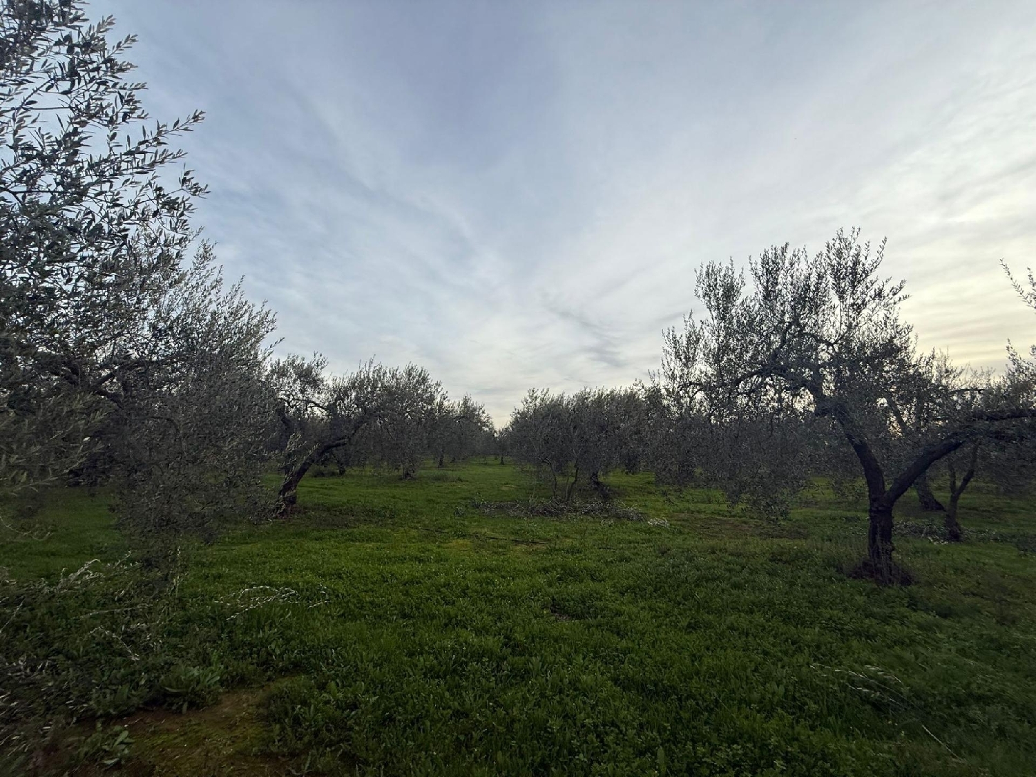  à vendre terrain Bollullos De La Mitación Aljarafe 3