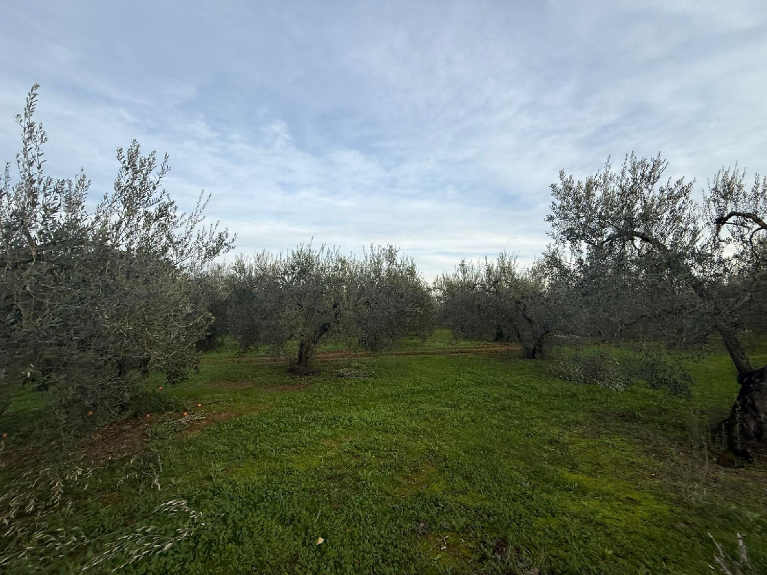  à vendre terrain Bollullos De La Mitación Aljarafe 6