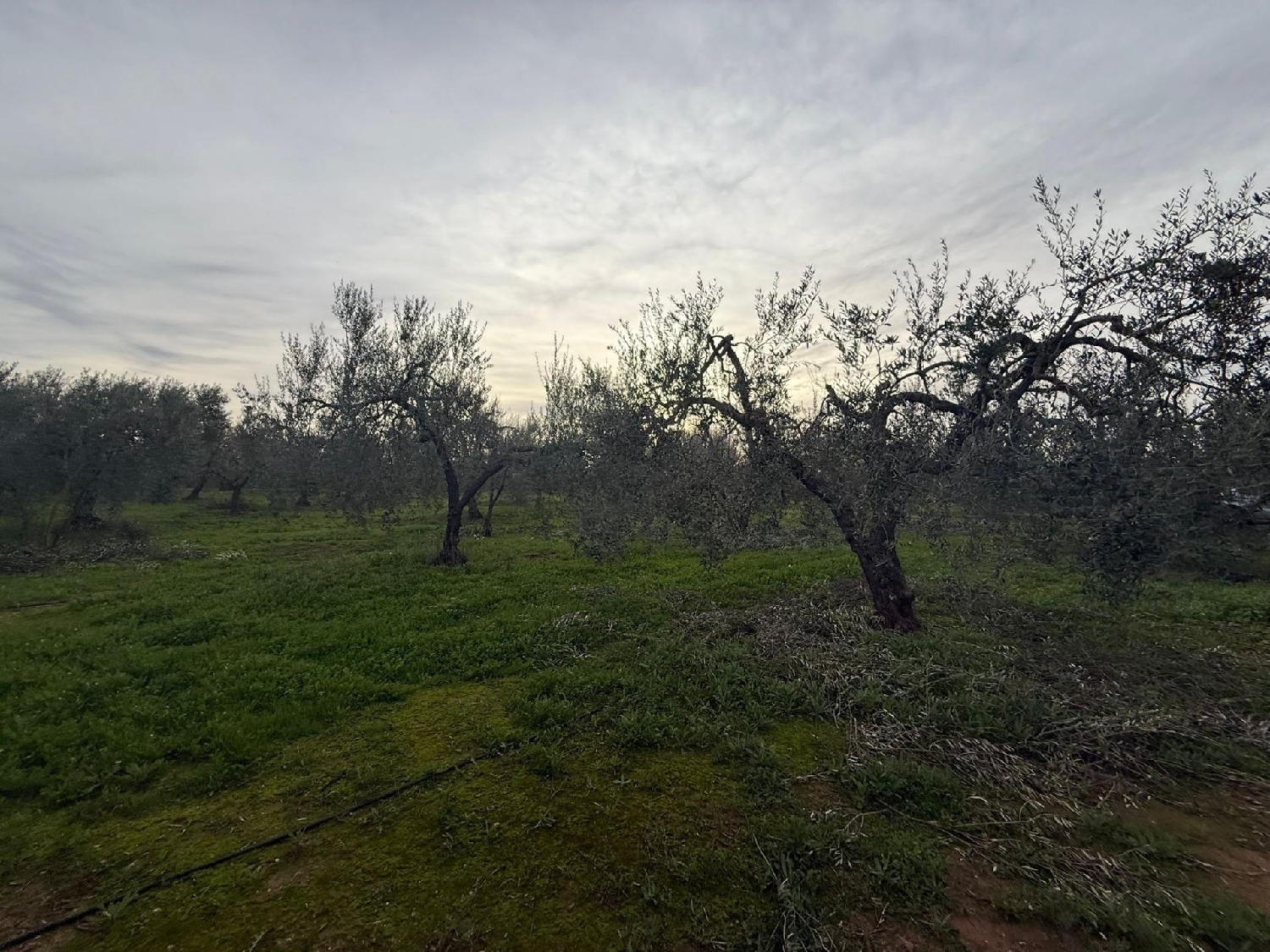  à vendre terrain Bollullos De La Mitación Aljarafe 2