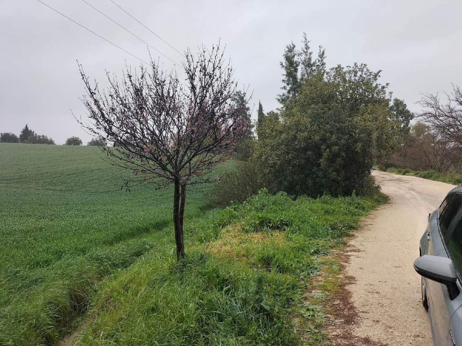  till salu tomt Bornos Sierra De Cádiz 6