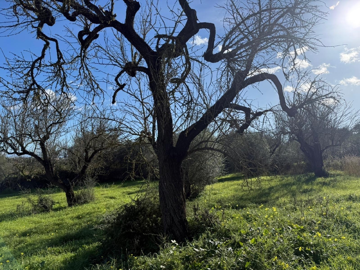  kaufen Grundstück Campanet Raiguer 5