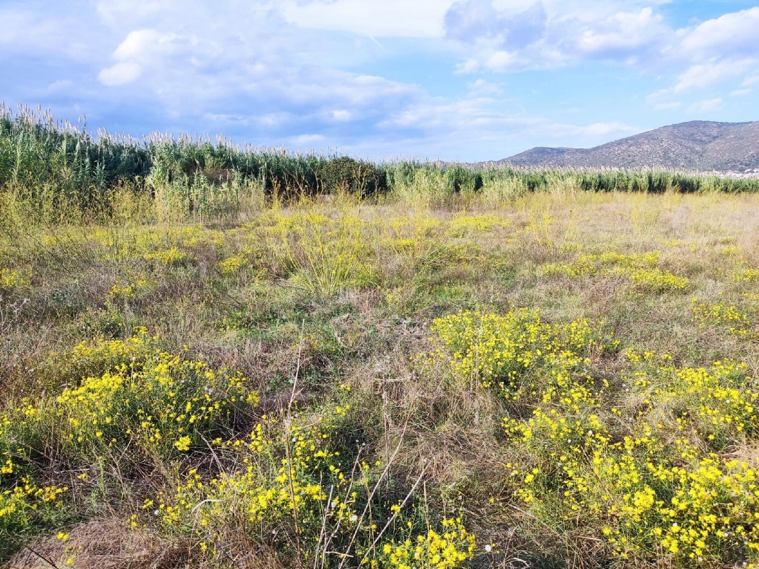 till salu tomt Can Sunyer Del Palau Baix Llobregat 1