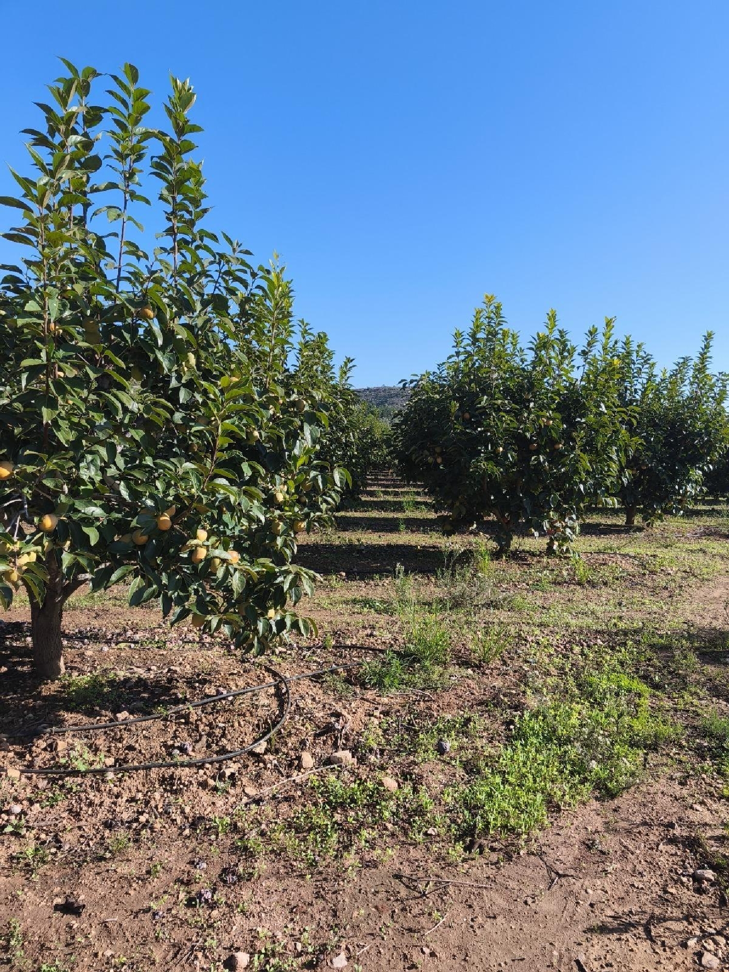 à vendre terrain Carlet Ribera Alta 3