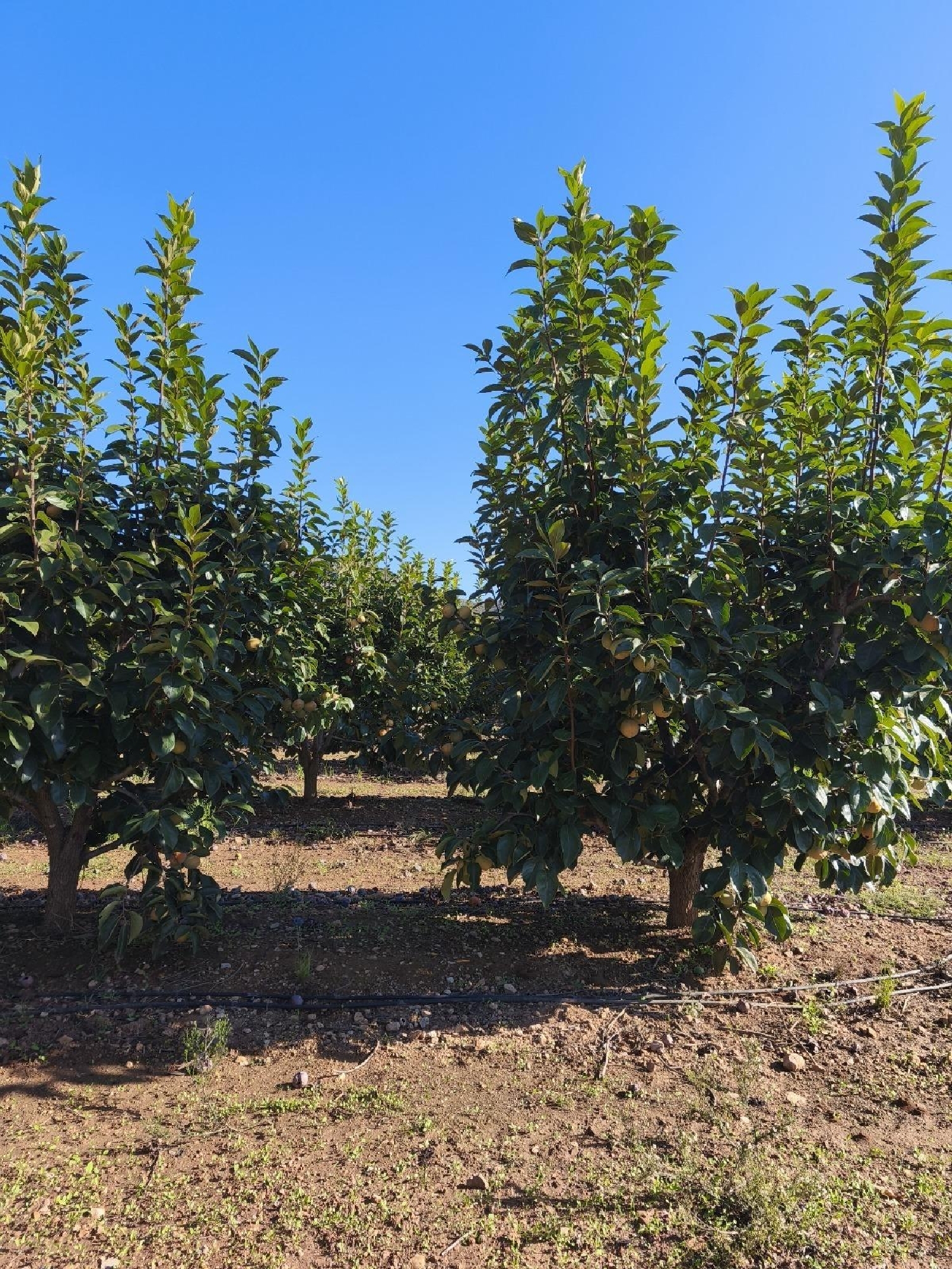 à vendre terrain Carlet Ribera Alta 2